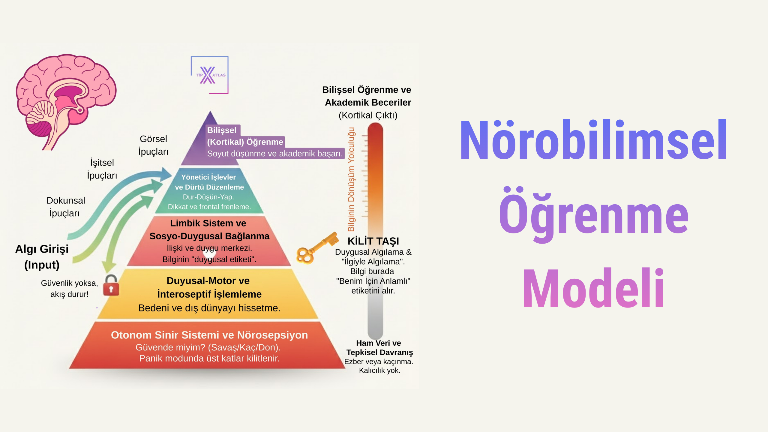 Öğrenme Sadece "Zeka" İşi Değildir: Nörobilimsel Öğrenme Modelinde "Güven ve Fayda" Etkisi